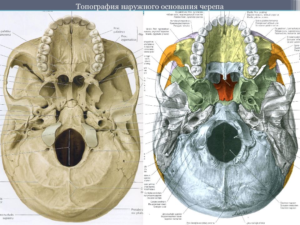 Нижняя череп. Топография черепа Синельников. Внутреннее основание черепа Синельников. Топография черепа медунивер. Череп снизу анатомия.