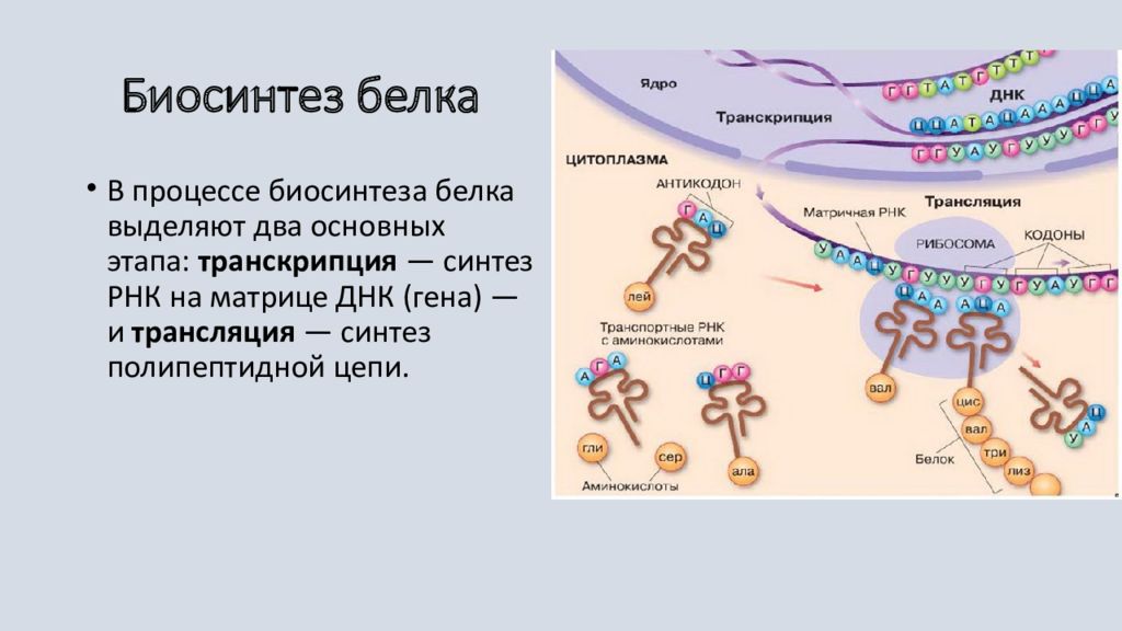 Биосинтез белка биология 10