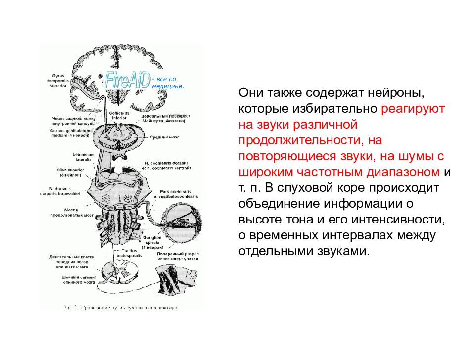 Блок схема слуховой сенсорной системы