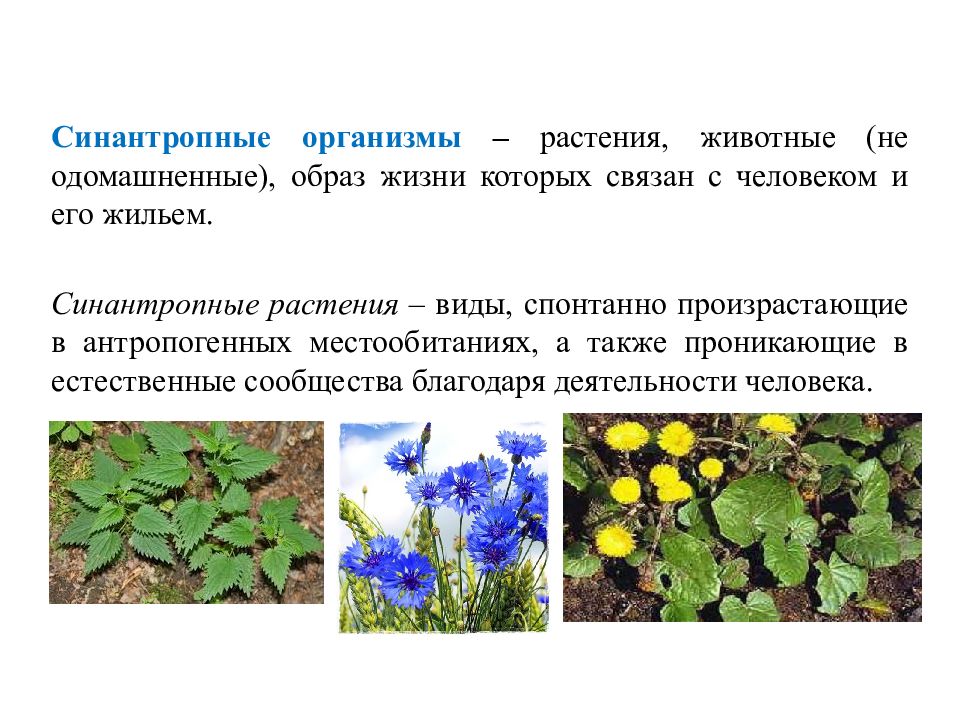 Образ жизни растений. Синантропные виды растений. Рудеральные синантропные растения. Синантропный организм. Рудеральные растения примеры.