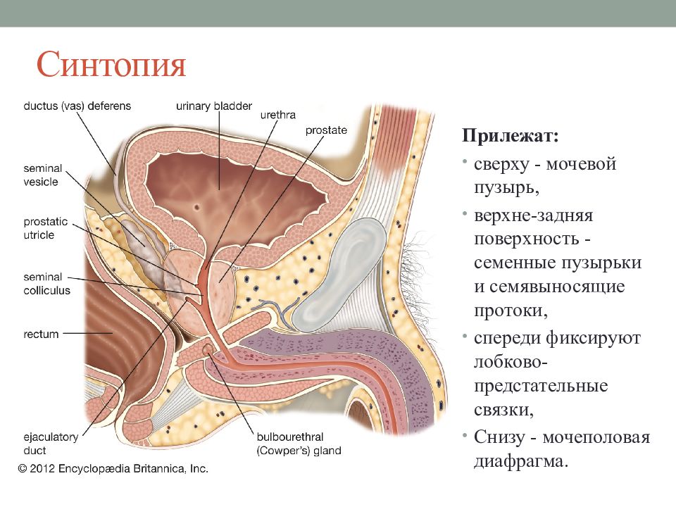 Мочевой пузырь фото анатомия