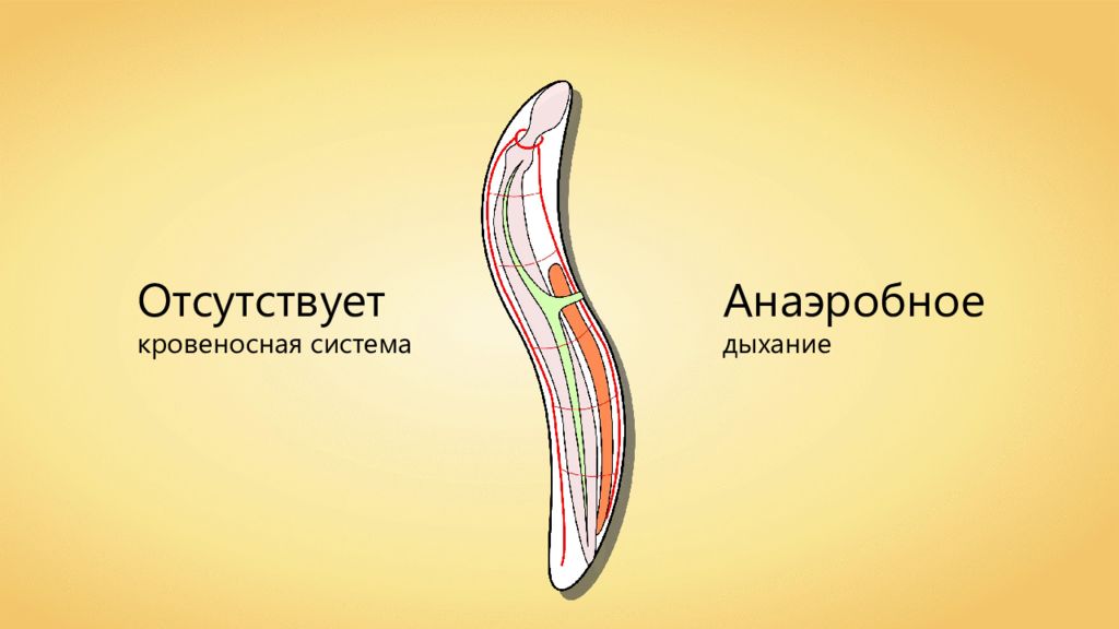 Дыхательная система круглых червей. Дыхательная система круглых черве. Дыхательная система круглых червей 7 класс. Тип круглые черви дыхательная система.