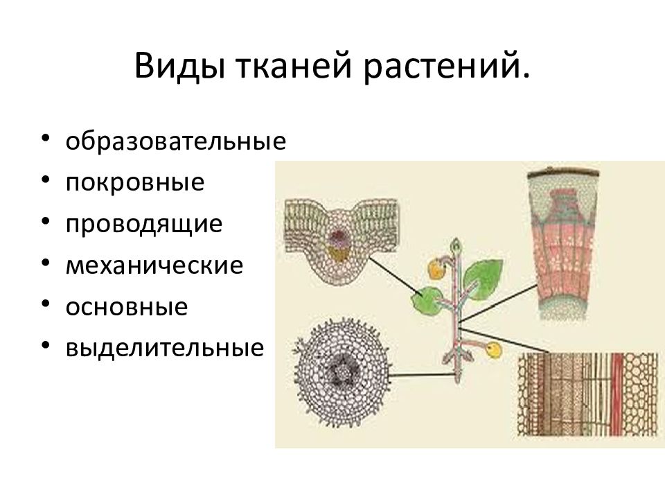 5 растительных тканей. Проводящие и покровные ткани. Механическая ткань основная образовательная Проводящая. Выделительные, механические и проводящие растительные ткани. Ткани растений покровная основная механическая.