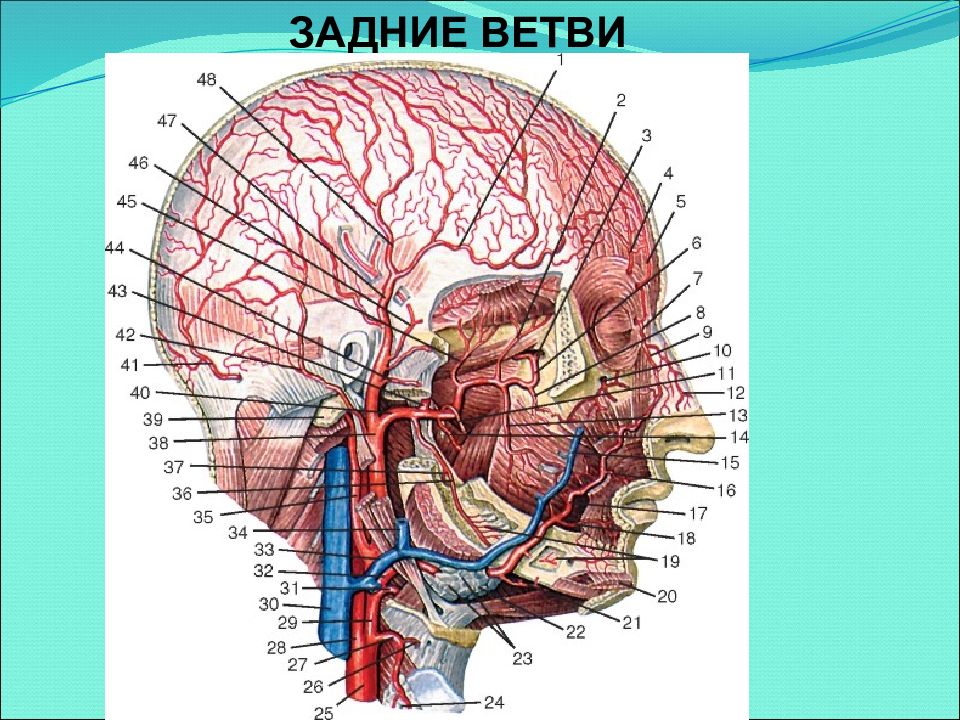 Голова головной мозг шея. Наружная Сонная артерия анатомия. Поверхностная височная артерия. Кровоснабжение головы и шеи анатомия. Кровоснабжение ствола мозга.