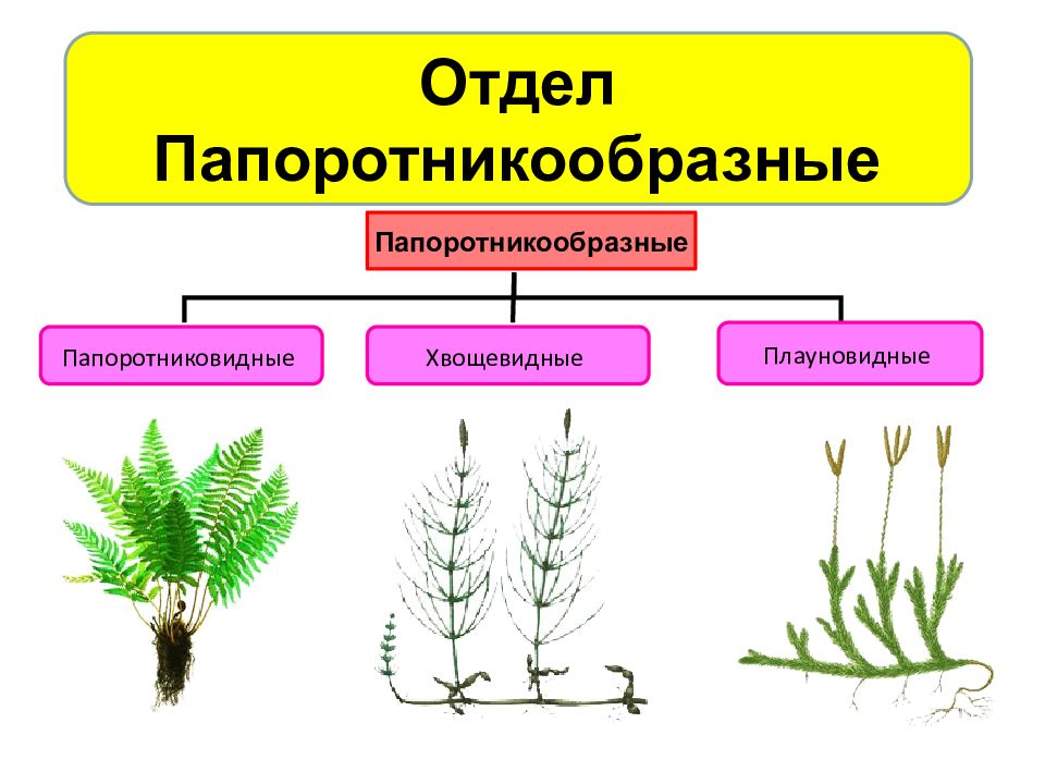 Отдел хвощевидные презентация