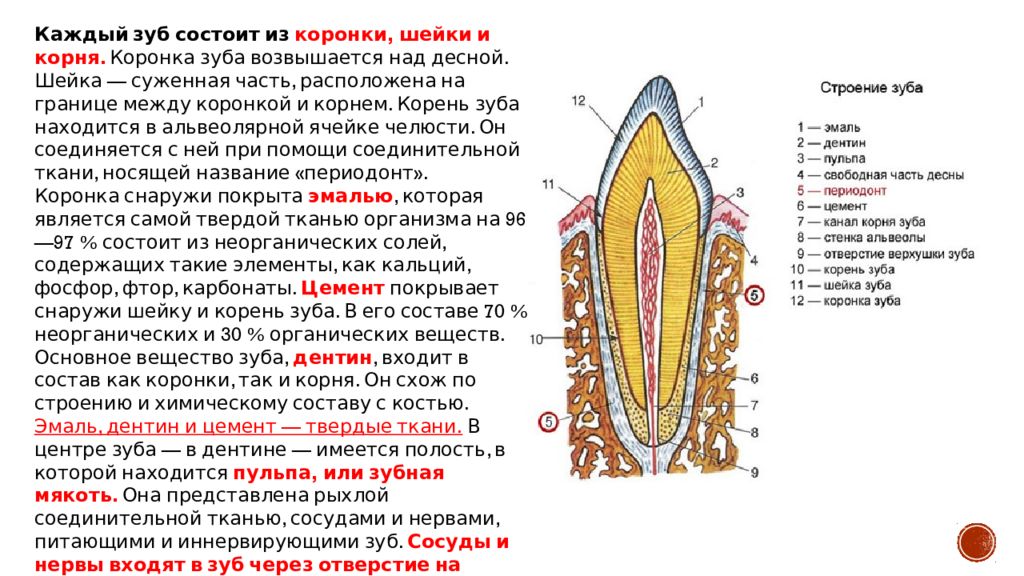 Зуб состоит из тканей