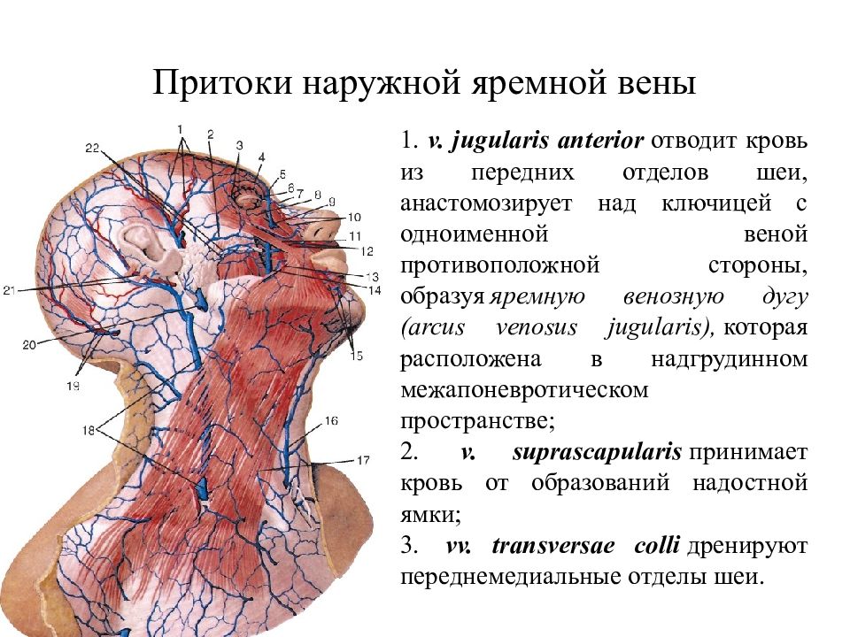 Вены шеи анатомия схема