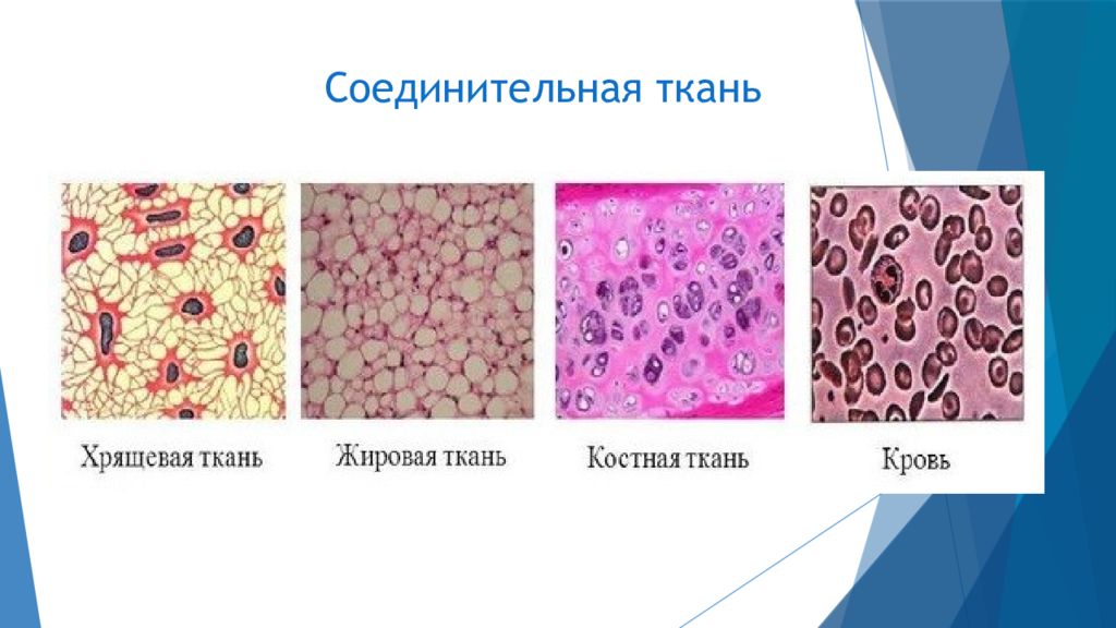 Какая ткань изображена на картинке хрящевые ткани