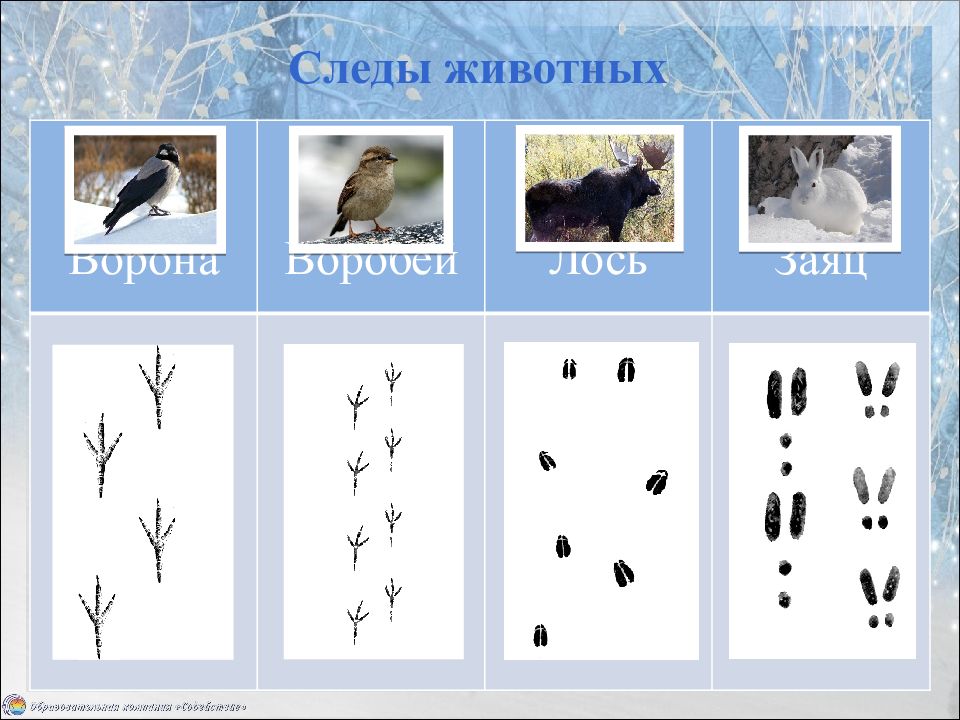 Следы птиц на снегу. Следы животных и птиц. Зимние следы животных. Следы зимующих птиц.