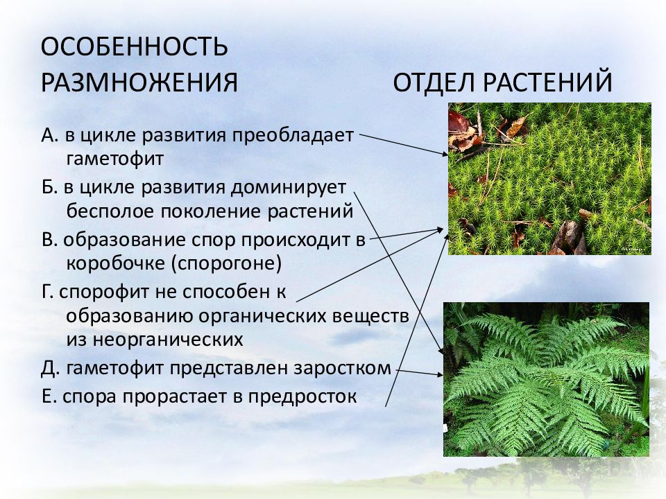 Половое поколение преобладает в цикле развития. Отделы растений. Какие отделы растений. Признаки отделов растений. Отделы растений в биологии.