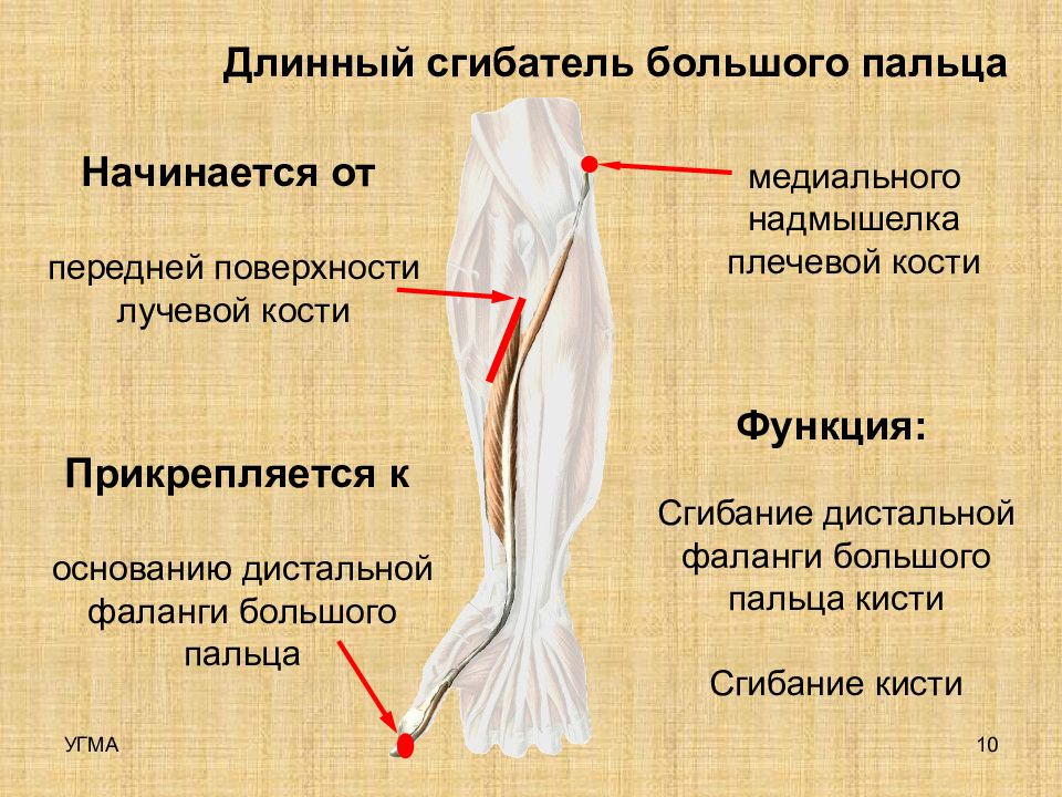 Длинный сгибатель пальцев. Длинный сгибатель 1 пальца. Длинный сгибатель большого пальца кисти мышца. Функция длинного сгибателя большого пальца кисти:. Длинный сгибатель большого палтца ксиьи.