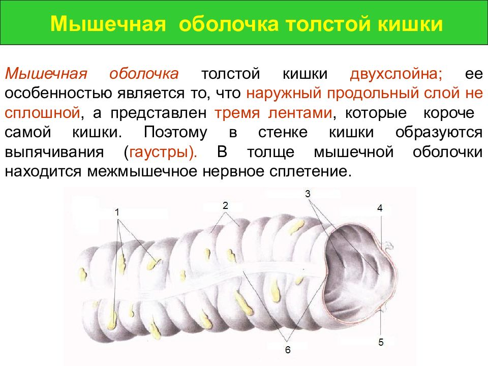 Мышцы кишечника. Строение мышечной оболочки тонкого кишечника. Оболочки стенки Толстого кишечника. Мышечная оболочка Толстого кишечника. Характеристика мышечной оболочки толстой кишки.