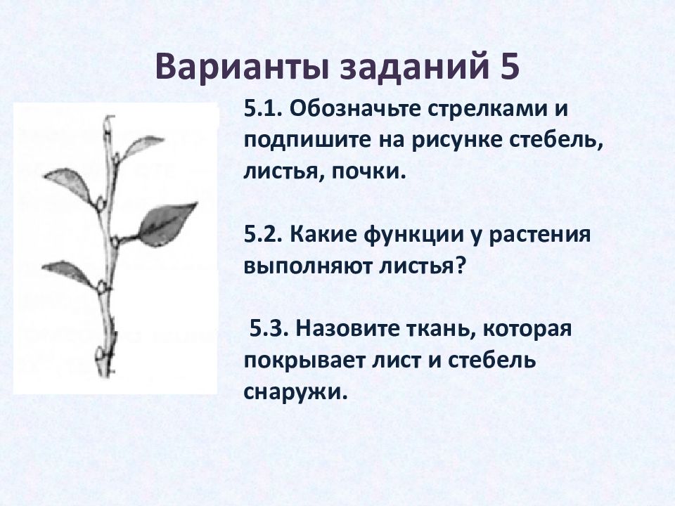 Место прикрепления листьев и почек к стеблю. Kbcn YF CNT,KYT. Функции стебля. Угол между черешком листа и стеблем называется. Функции стебля ответ