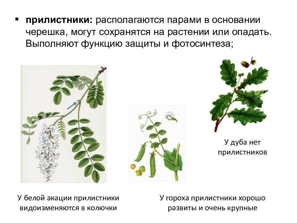 Суть листьев. Прилистники акации. Акация строение листьев. Белая Акация прилистники. Желтая Акация прилистники.