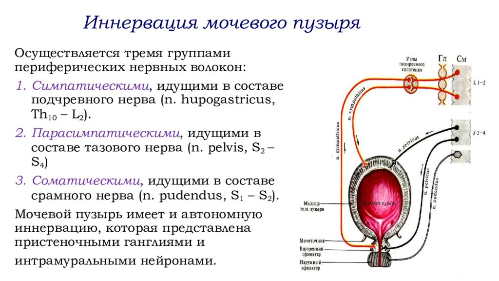 Анатомо физиологический аппарат предназначенный для приема. Иннервация мочевого пузыря. Особенности строения мочевого пузыря. Мочевого пузыря анатомо физиологическая характеристика. Анатомо-физиологические особенности мочевыделительной.