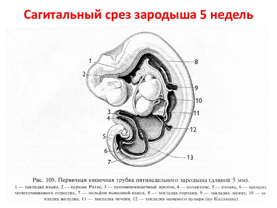 Зародыш человека схема