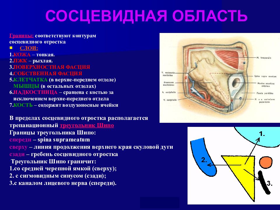 Презентация топографическая анатомия