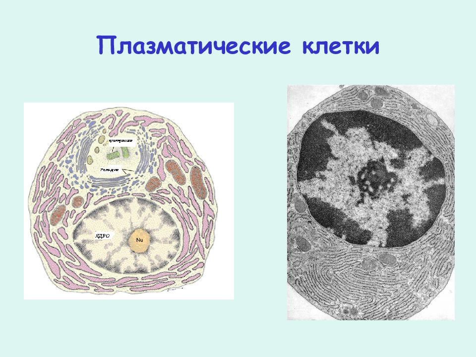 1 плазматическая клетка. Плазматические клетки гистология. Плазмоциты в соединительной ткани. Плазматические клетки под микроскопом. Плазматические клетки плазмоциты.