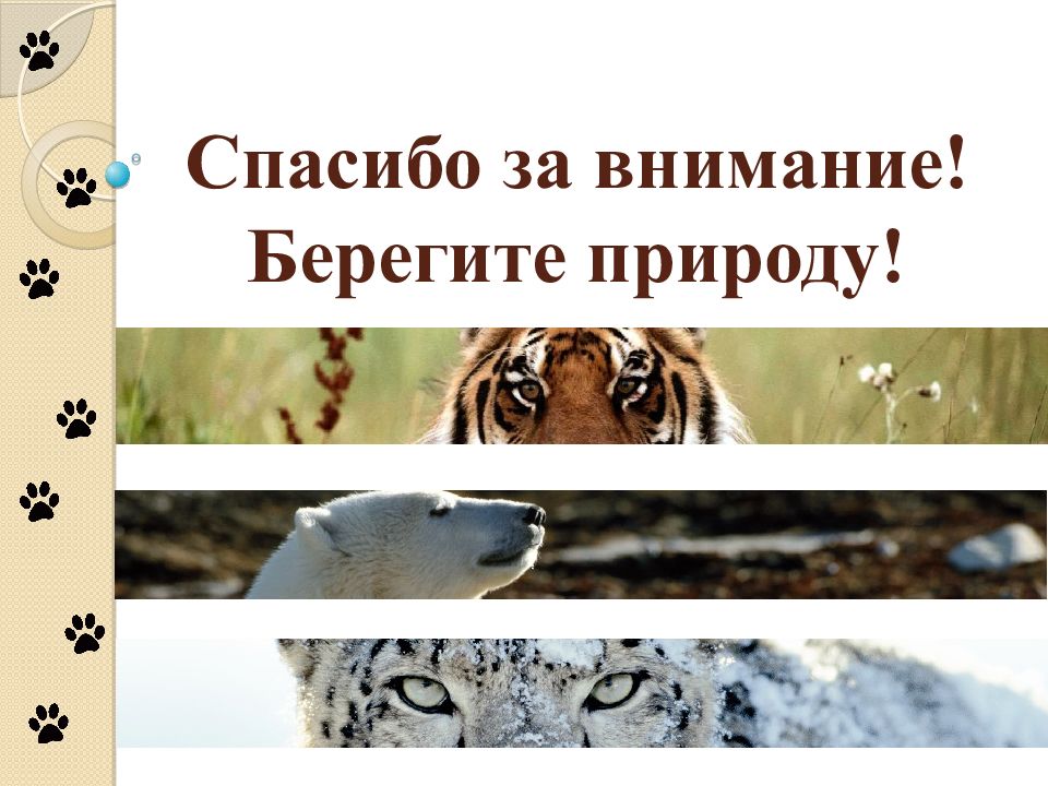 Спасибо за внимание берегите природу картинки для презентации