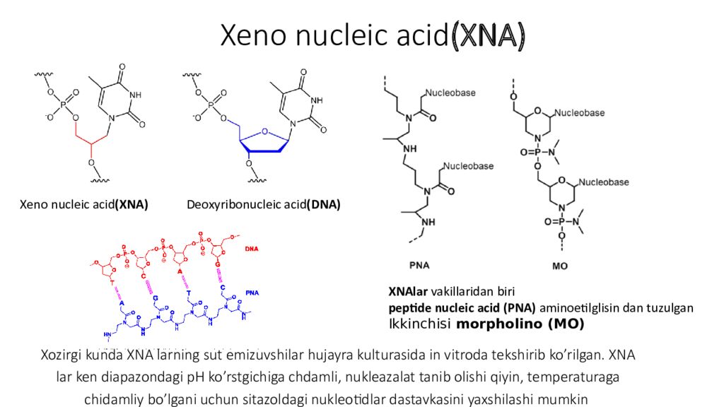 DNK ning tuzilishi va DNK replikatsiyasi Xeno nucleic acid (XNA)