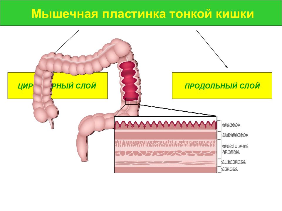 Толстый и тонкий кишечник презентация