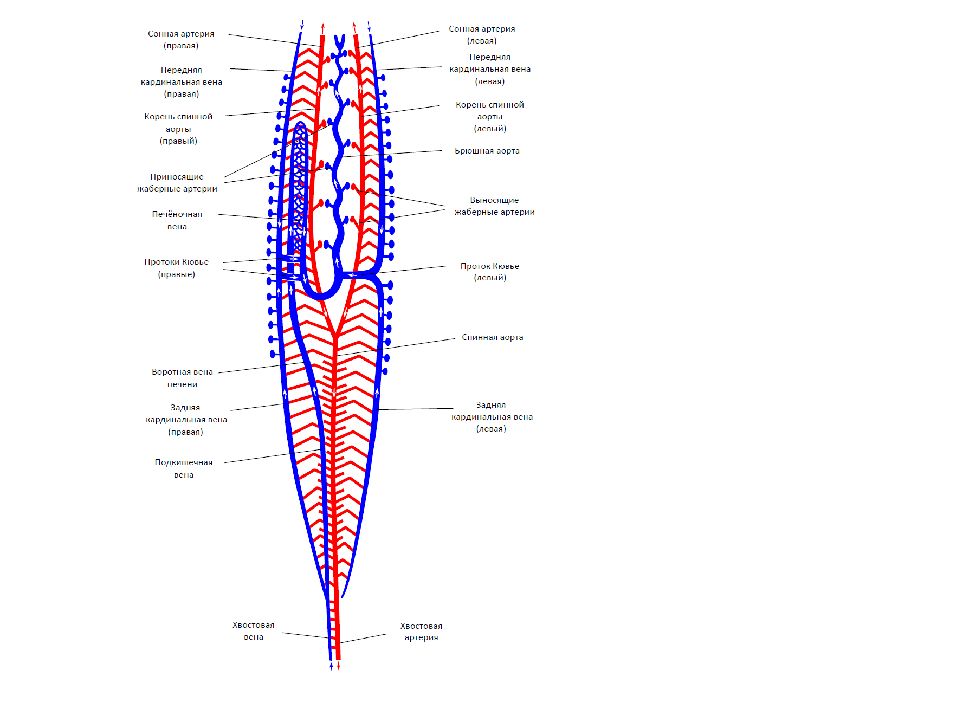 Кровеносная система ланцетника схема в цвете
