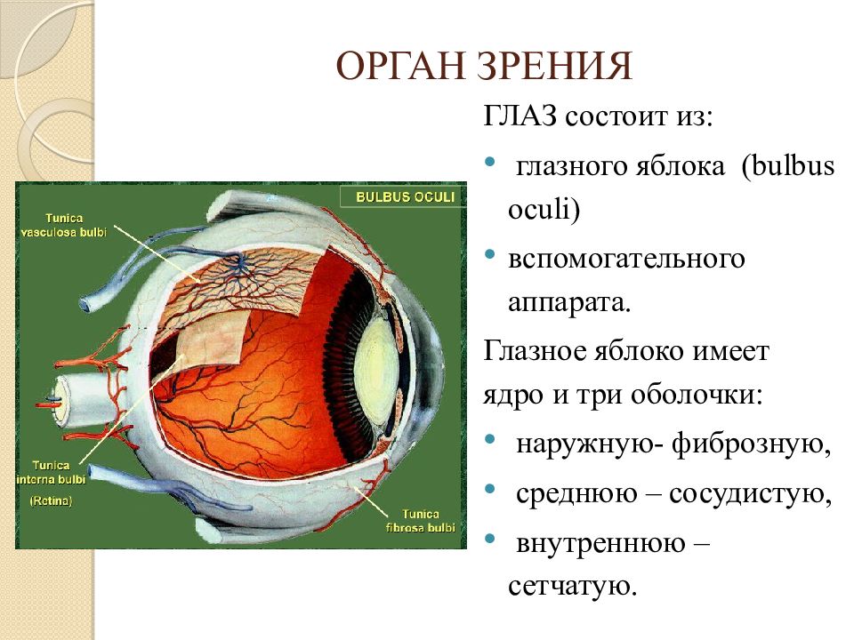 Система органа зрения. Глазное яблоко состоит из. Ядро глазного яблока. Глаз состоит из глазного яблока и вспомогательного аппарата. Внутреннее ядро глазного яблока.