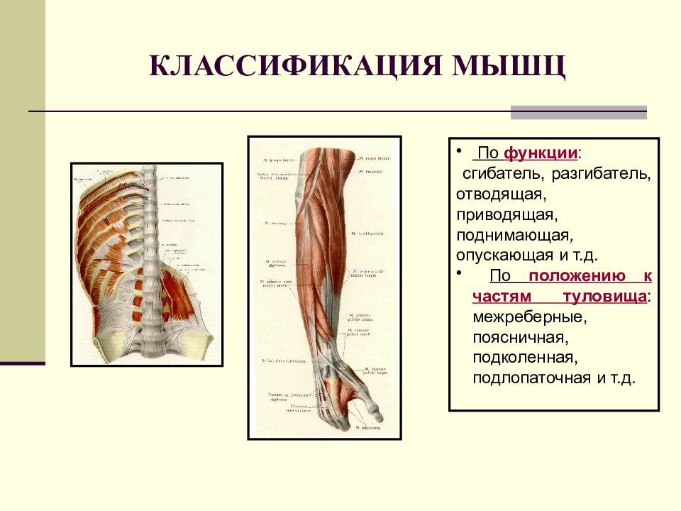 Классификация мышц. Миология классификация мышц. Классификация мышц сгибатели разгибатели. Мышцы классификация строение функции. Классификация мышц сгибатель.