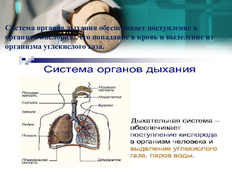 Профилактика болезней органов дыхания презентация