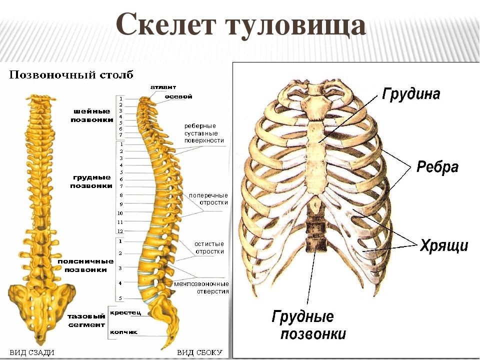 Скелет туловища рисунок