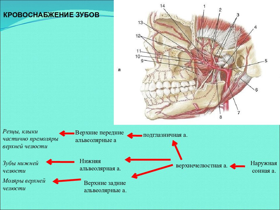 Ветви верхнечелюстной артерии схема