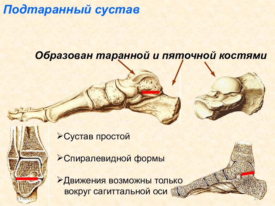 Сустав образован костями. Таранно-ладьевидный сустав классификация. Таранная кость подтаранный сустав. Связки подтаранного сустава. Классификация подтаранного сустава.