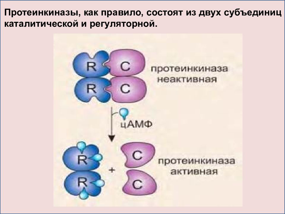 Из субъединиц состоят. Субъединицы протеинкиназы а. Строение протеинкиназы. Неактивная протеинкиназа а. Состоит из субъединицы.