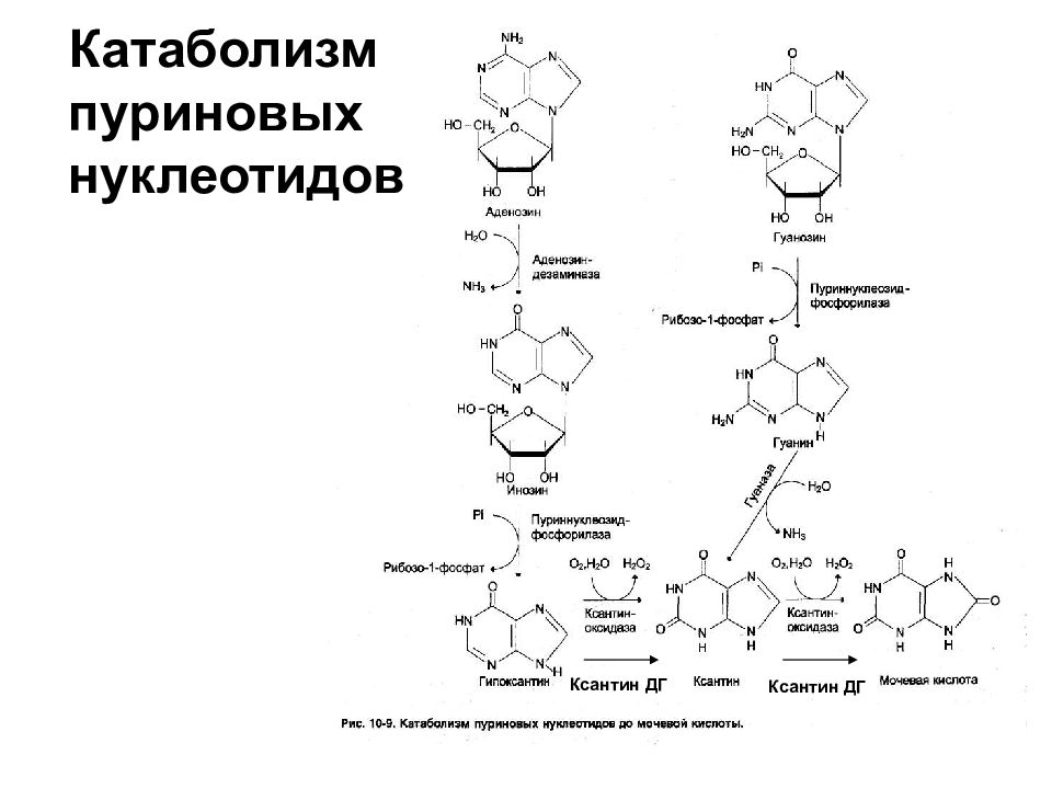 Пуриновыми нуклеотидами являются. Катаболизм пуриновых и пиримидиновых нуклеотидов. Катаболизм пуриновых нуклеотидов реакции. Образование мочевой кислоты биохимия реакции. Схема распада пуриновых нуклеотидов.