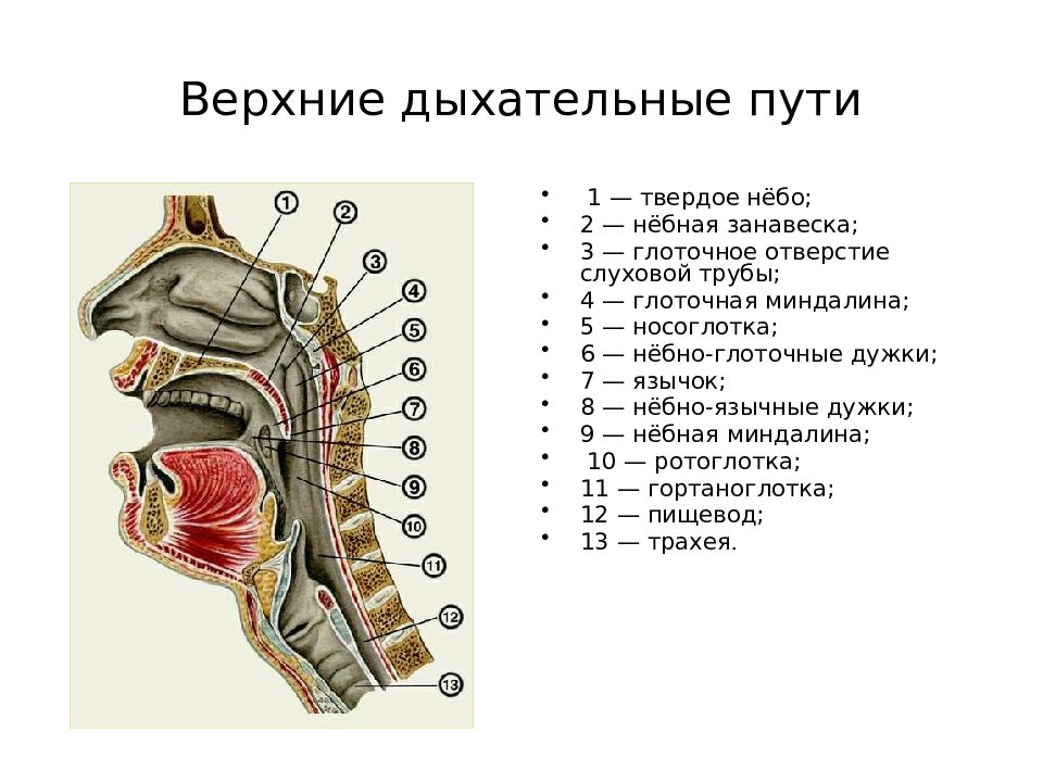 Определите на каком рисунке показаны открытые и закрытые дыхательные пути