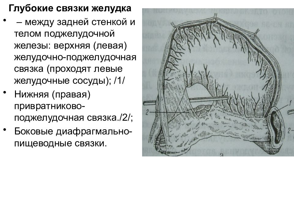 Топографическая анатомия желудка презентация