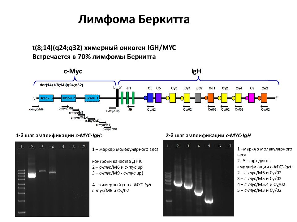 Myc. MYC ген. C-MYC онкоген. Маркер молекулярного веса ДНК. Белок MYC.