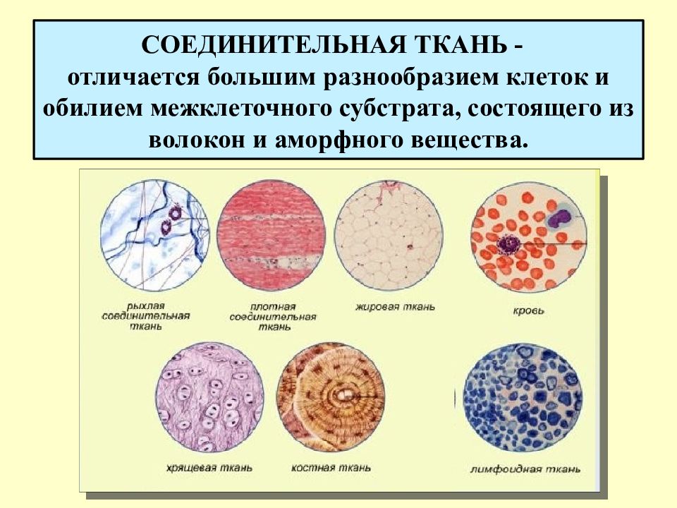 Анатомия презентация ткани