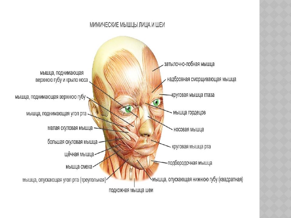 Картинка мышцы лица и шеи