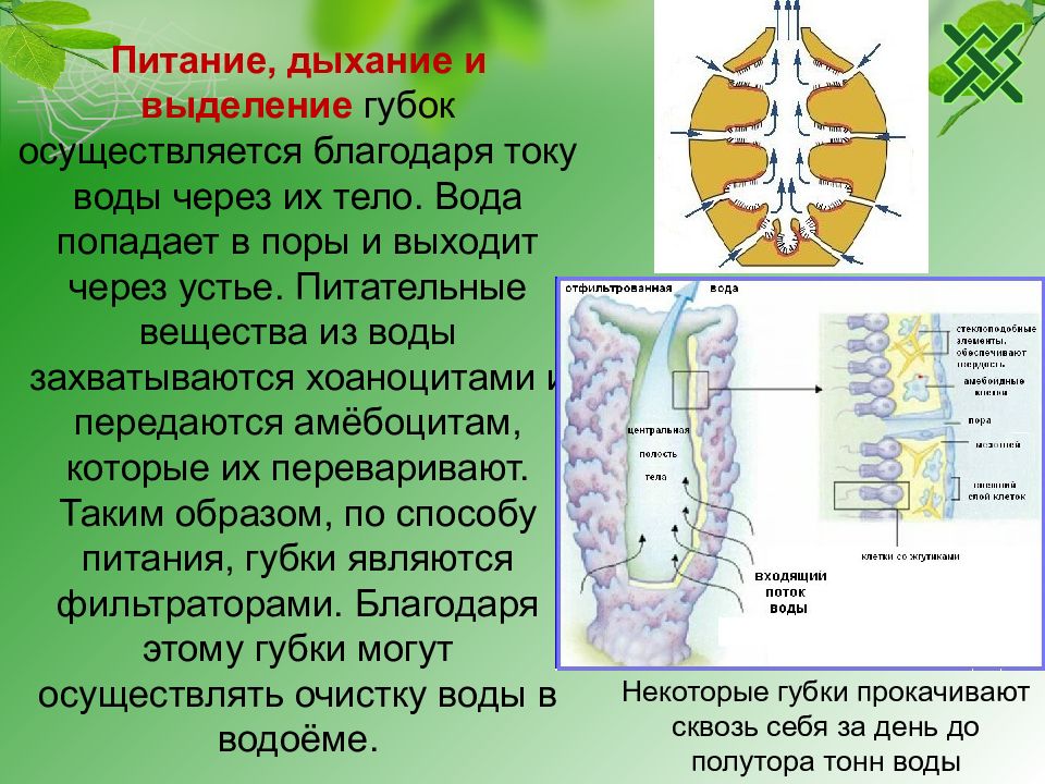 Питание дыхание. Дыхательная система губок. Питание дыхание выделение. Тип питания губок. Тип губки дыхание.