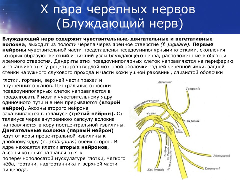 Черепные нервы нейроны. Двигательные и чувствительные волокна черепно-мозговых нервов. 10 Черепной нерв. 10 Пара черепных нервов ядра. 12 Пар черепно-мозговых нервов кратко ядра.