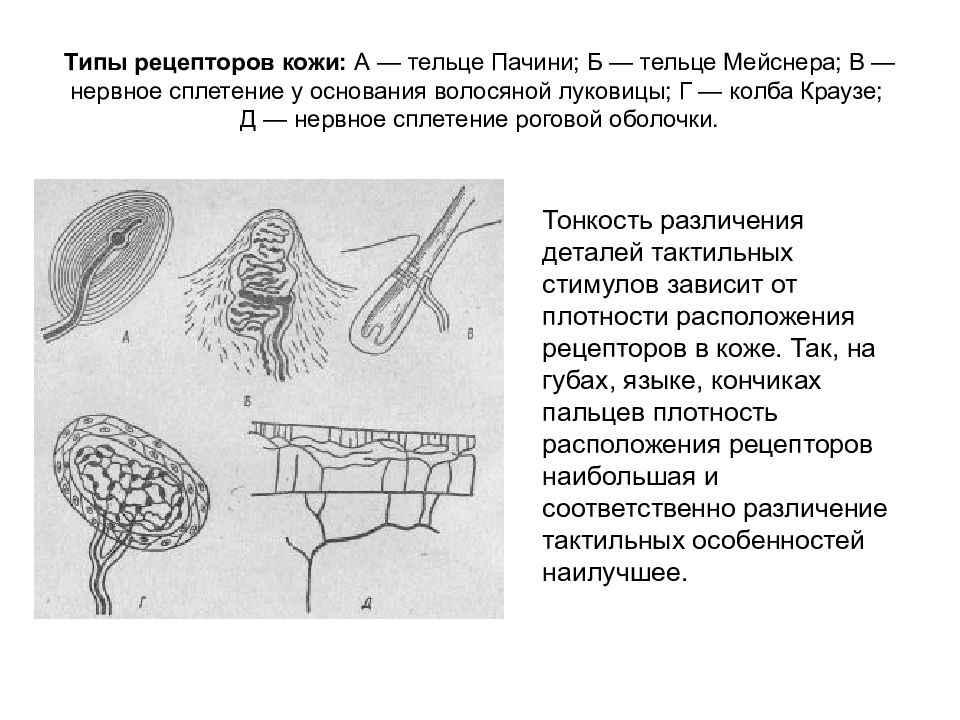 Тактильные рецепторы находятся в толще кожи. Рецепторы кожи, проприорецепторы анализатор. Краузе тельца Мейснера. Функции тактильных рецепторов кожи. Рецептор тактильной чувствительности - тельце Мейснера.