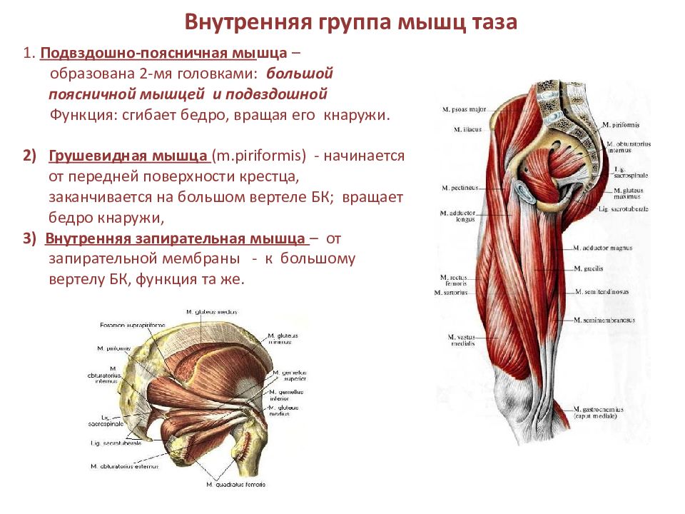 Мышцы таза рисунок с подписями