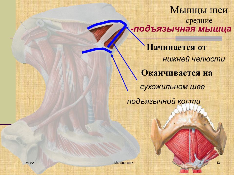 Нижний начаться. Подбородочно подъязычная мышца шеи анатомия. Шов челюстно подъязычной мышцы. Мышцы шеи челюстно подъязычная мышца. Челюстноподязычная мышца.