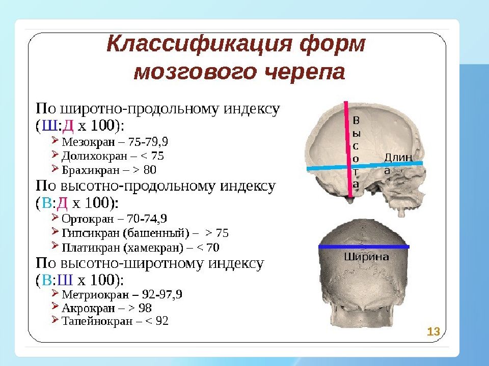 Окружность головы доношенного. Классификация форм мозгового черепа. Формы черепа человека в норме. Кость черепа человека толщина. Толщина костей черепа человека в норме.