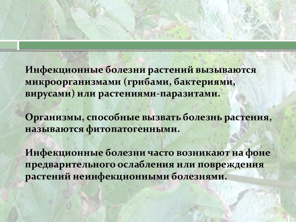 Эпидемии эпизоотии и эпифитотии 7 класс обж. Бактериальные заболевания растений. Болезни культурных растений. Информация о грибковых заболеваниях культурных растений. Классификация массовых заболеваний людей.