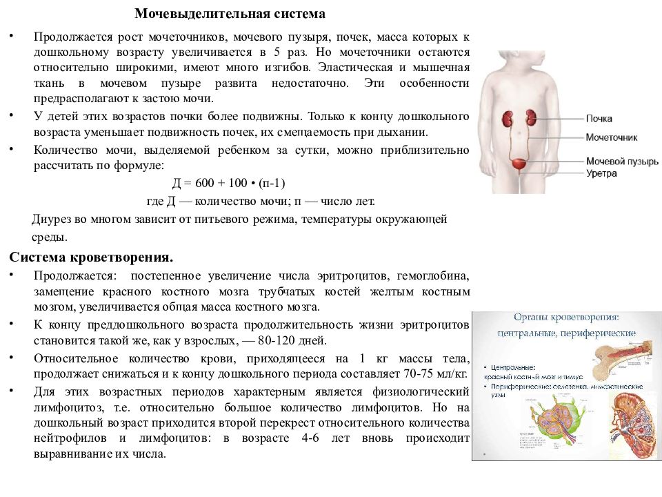 Возрастная анатомия физиология и гигиена детей. Мочевыделительная система у детей дошкольного возраста. Возрастные особенности мочевыделительной системы. Возрастная анатомия мочевыделительной системы. Возрастные изменения мочевого пузыря.
