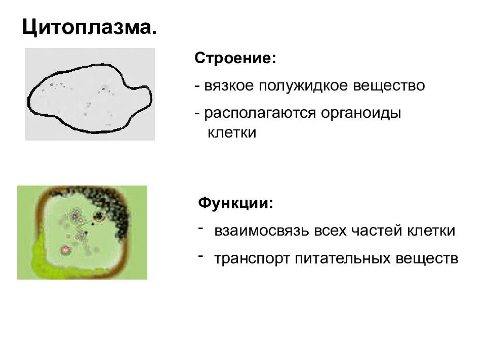 Строение цитоплазмы клетки. Строение цитоплазмы и ее функции. Структура цитоплазмы клетки. Цитоплазма клетки строение и функции. Цитоплазма строение и функции.