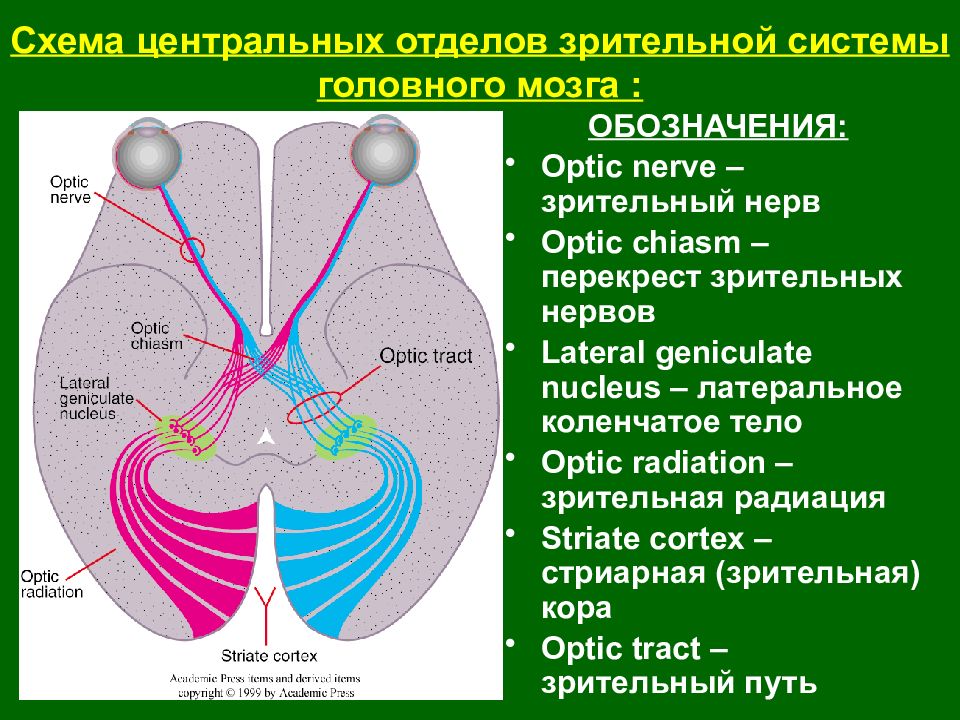 Зрительный нерв функции. Латерального коленчатое тело зрительного нерва. Зрительный Перекрест анатомия. Перекрест зрительного нерва. Ядра зрительного нерва.