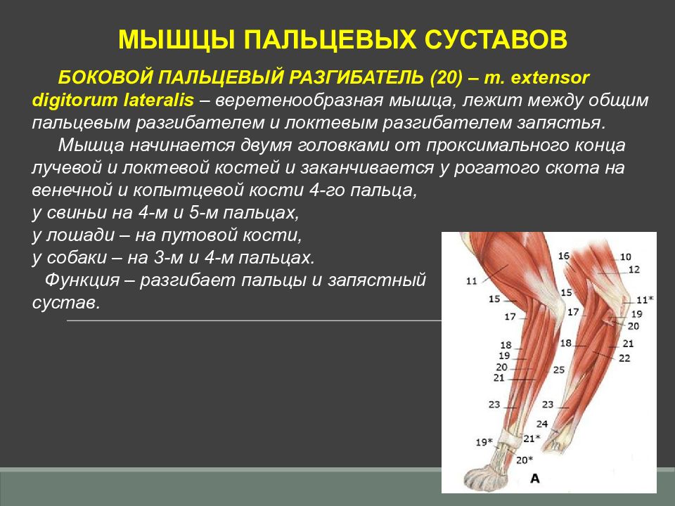 Разгибатель пальцев. Проксимальные мышцы конечностей. Мышцы пальцевых суставов. Разгибатель пальцев мышца. Разгибатель мизинца мышца.